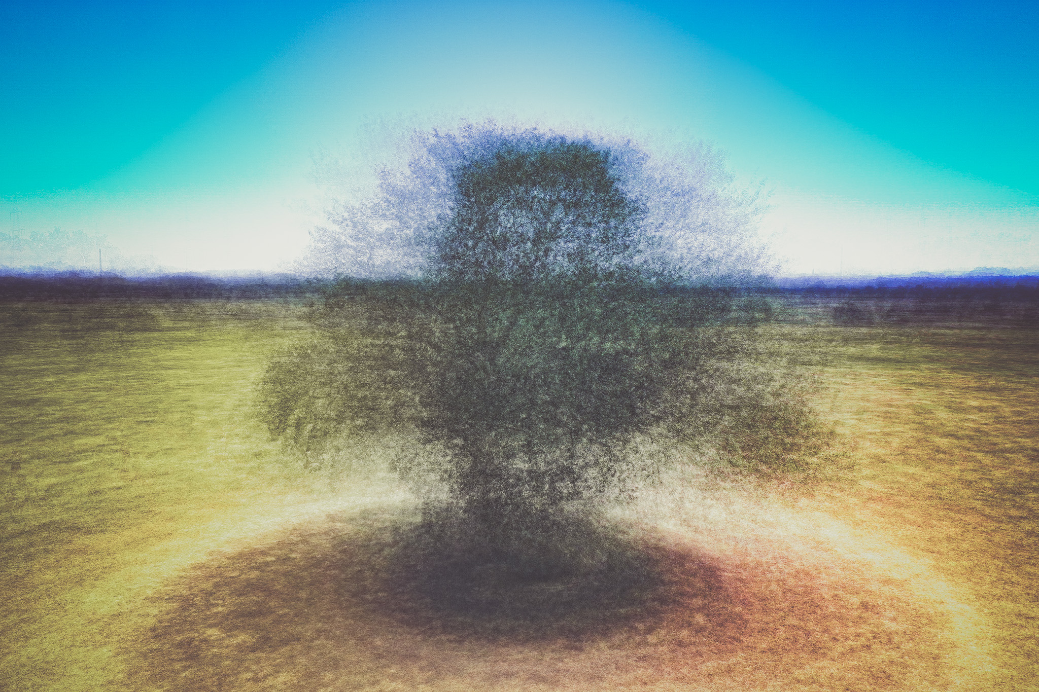 Baum im Siebendörfer Moor a tree in a field