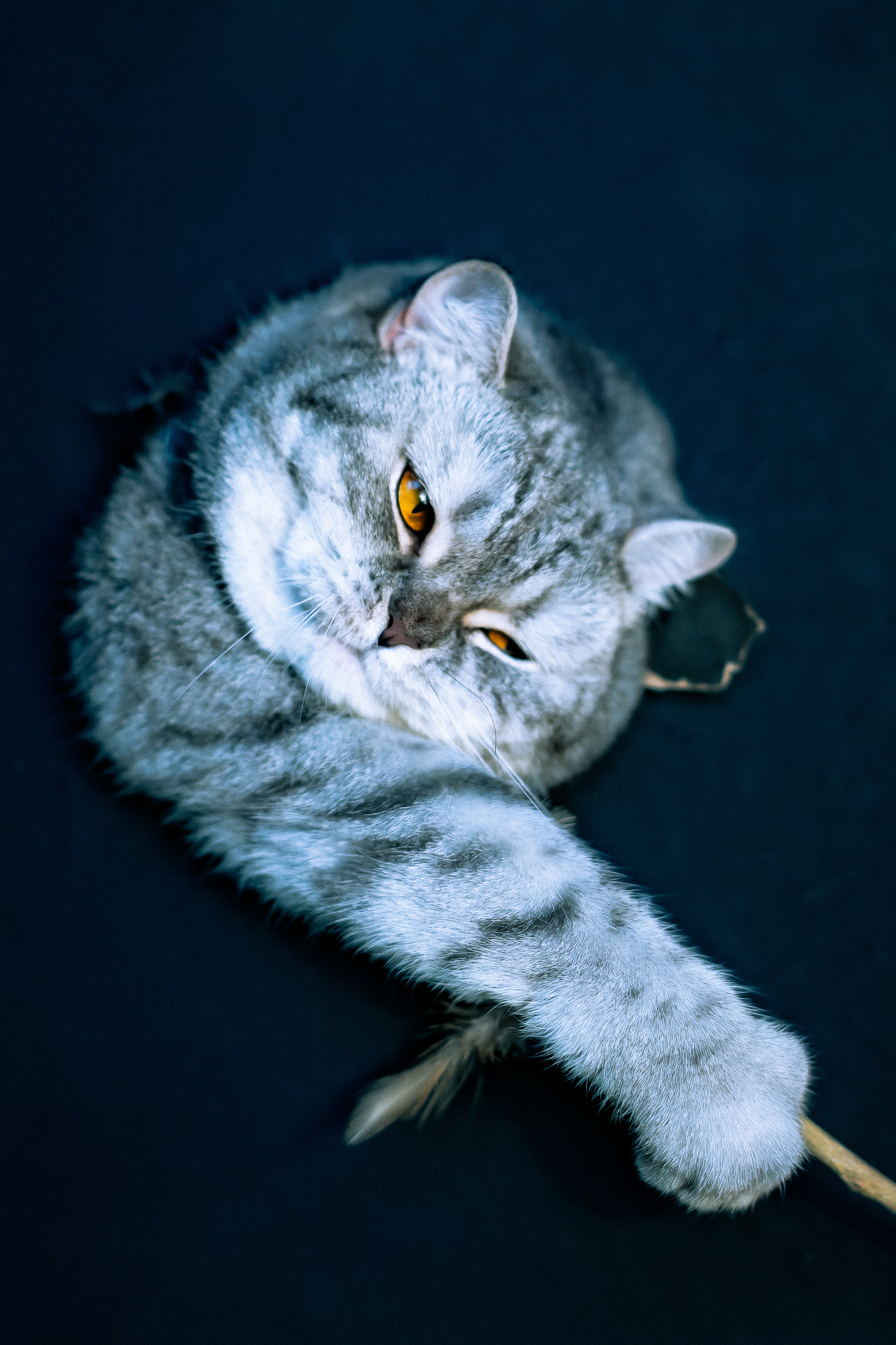 _MG_3016-topaz-enhance-denoiseraw-sharpen a cat looking through a hole in a wall