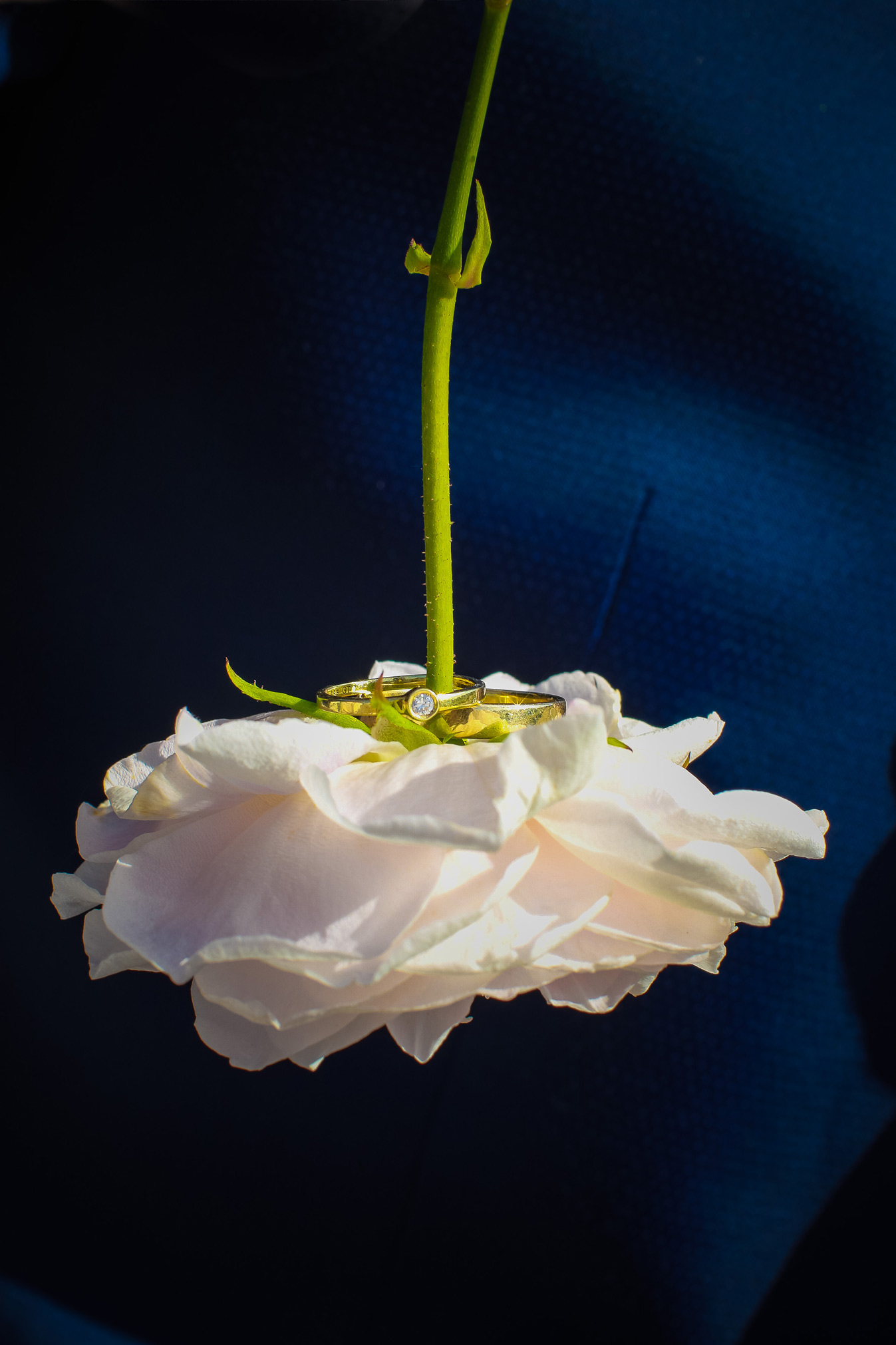 5B6A4107 Detailaufnahme von Eheringen auf einer Rose – Hochzeitsdetails fotografiert von Brian Lorenzo.