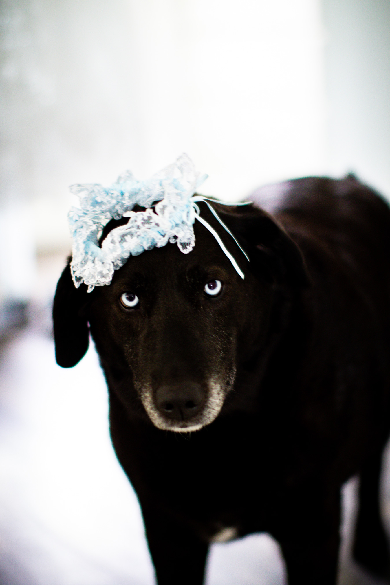 5B6A2425 wedding dog