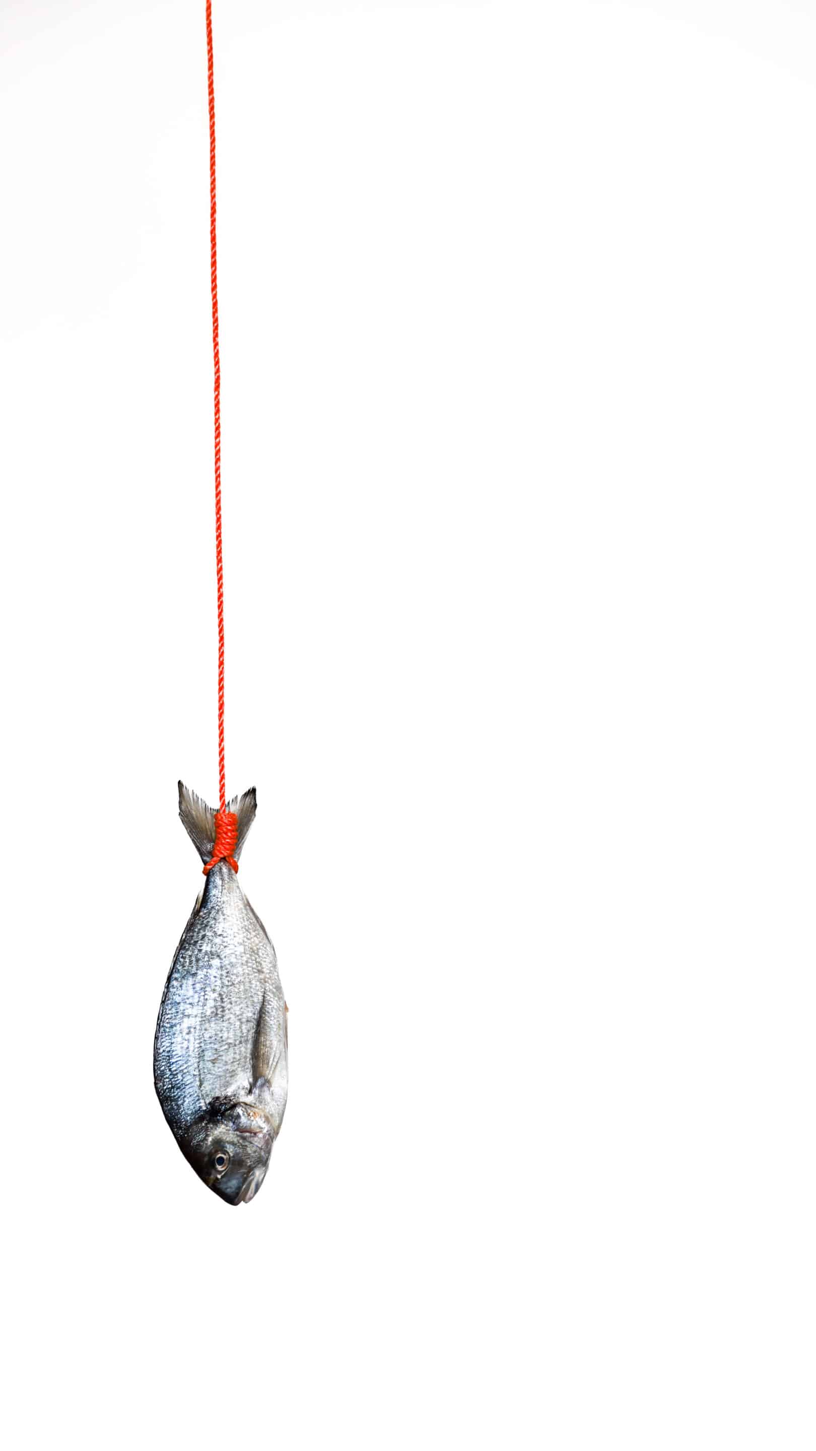 Beistpielfoto für die Fotografie mit negativem Raum - Eine Dorade hängt an einem Seil vor einem weissen Hintergrund